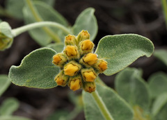 Phlomis chrysophylla