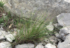 Pseudoroegneria libanotica