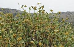 Phlomis chrysophylla