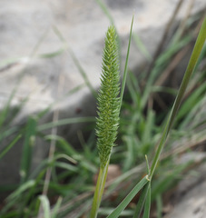 Phleum montanum
