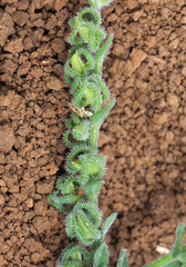 Rochelia disperma
