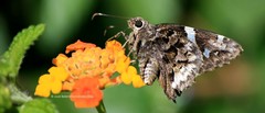 Codatractus bryaxis