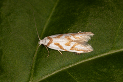 Oxythecta acceptella