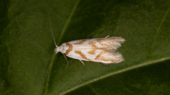 Oxythecta acceptella