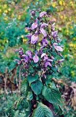 Brillantaisia cicatricosa