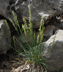 Melica persica