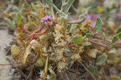 Abronia umbellata