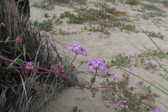 Abronia umbellata