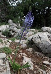 Scilla hyacinthoides