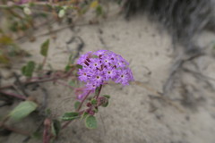 Abronia umbellata