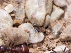 Dorymyrmex insanus