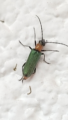 Anogcodes seladonius