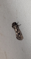 Acrolophus cressoni