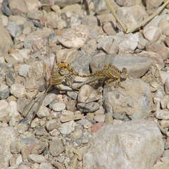 Onychogomphus costae