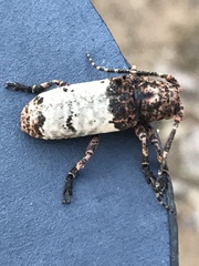 Plectropygus mucoreus