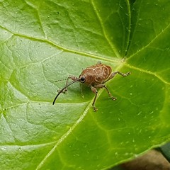 Curculio