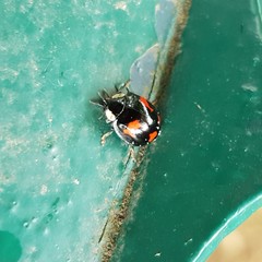 Harmonia axyridis