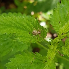 Anyphaena accentuata