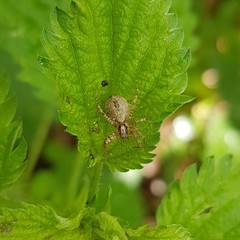 Anyphaena accentuata