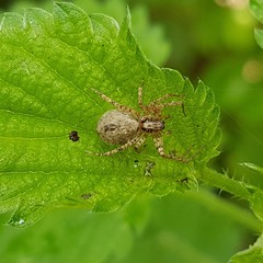 Anyphaena accentuata