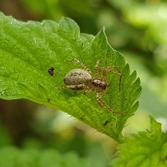 Anyphaena accentuata