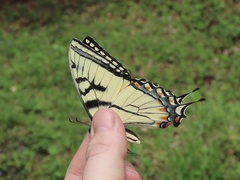Papilio appalachiensis