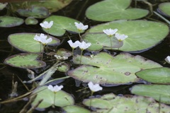 Nymphoides aquatica