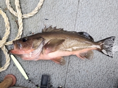 Sebastes brevispinis