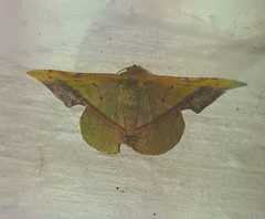 Fascellina plagiata