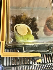 Papustyla pulcherrima