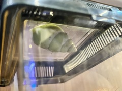 Papustyla pulcherrima