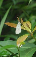 Pieris rapae crucivora