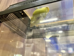 Papustyla pulcherrima