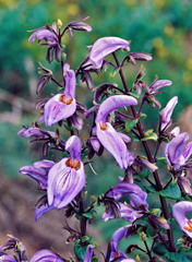 Brillantaisia cicatricosa