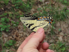 Papilio appalachiensis