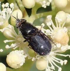 Odontomyia tigrina
