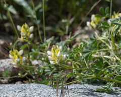Lupinus stiversii