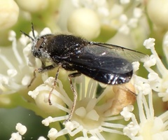 Odontomyia tigrina
