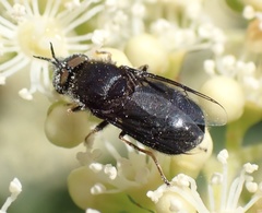 Odontomyia tigrina