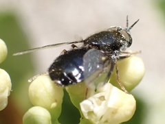 Odontomyia tigrina