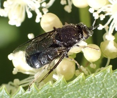 Odontomyia tigrina