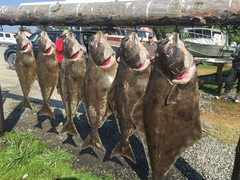 Hippoglossus stenolepis