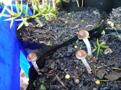 Tympanella galanthina