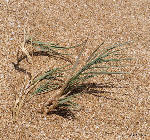 Sporobolus virginicus observed 2022-05-13