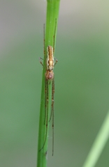 Tetragnatha montana