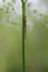 Tetragnatha montana