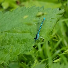 Coenagrion puella