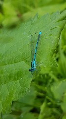 Coenagrion puella