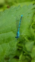 Coenagrion puella