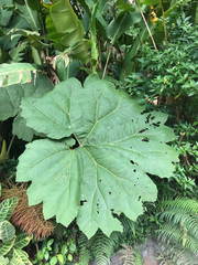 Gunnera insignis